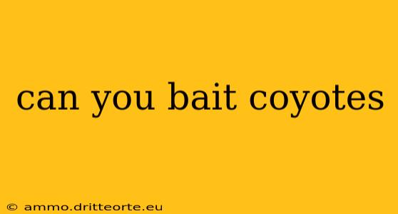 can you bait coyotes