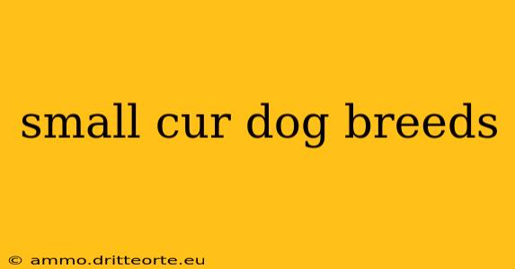 small cur dog breeds